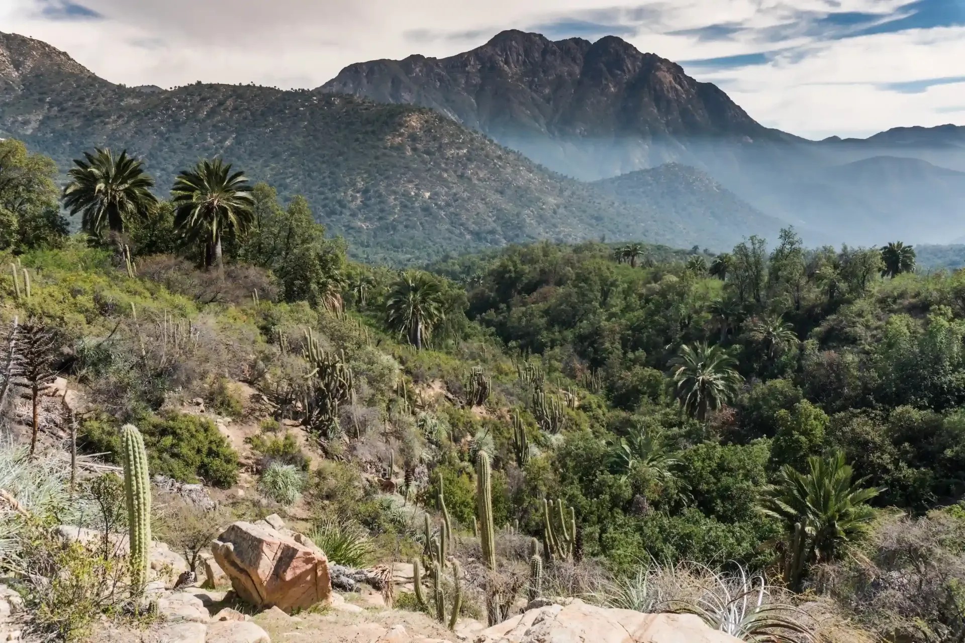 Panorama del valle con cactus y palmas chilenas, con el macizo de La Campana al fondo bajo una bruma ligera